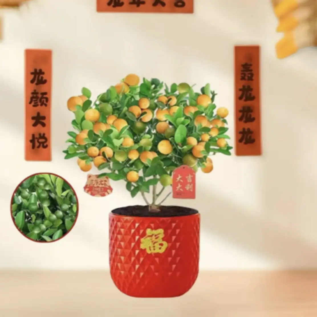 【带青果发货】金桔盆栽植物脆皮发货好养室内盆景种植阳台南