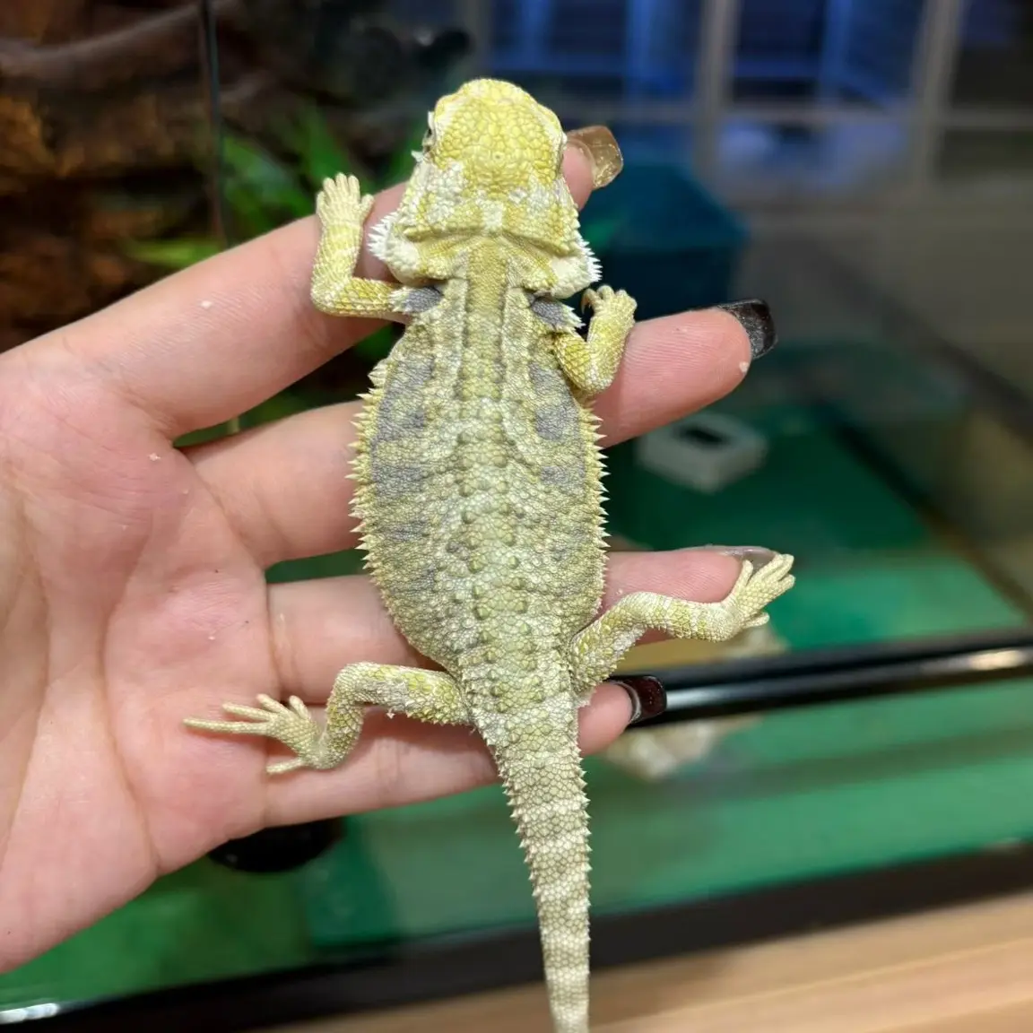 原色隐超白鬃狮蜥幼苗温顺不咬人专用改价链接