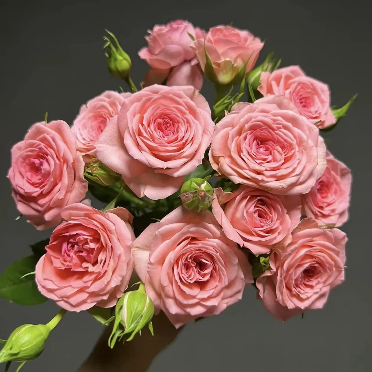 （仙度瑞拉）一加仑大盆粉色月季四季开花适合阳台庭院原盆原土发货