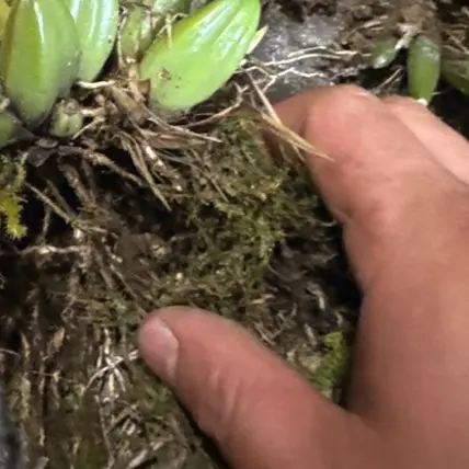 鼓锤石斛兰不用土的植物室内盆栽易养活绿植花卉办公室好养