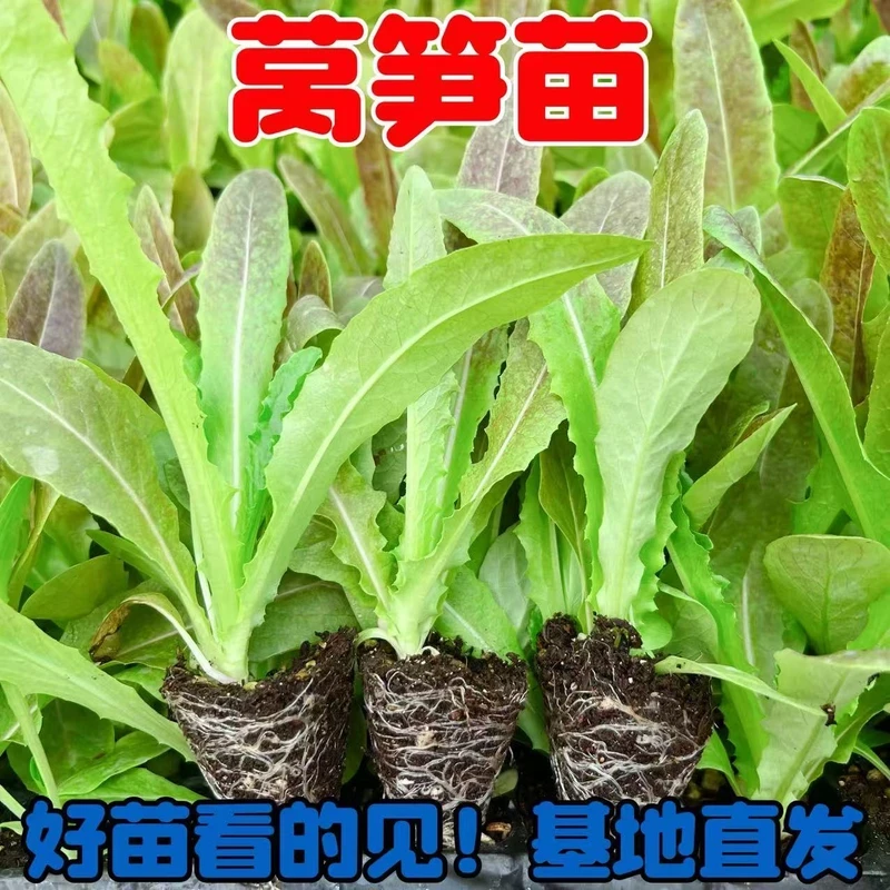 清香莴笋秧苗尖叶红香莴笋苗圆叶青莴苣苗秋冬耐寒蔬菜苗菜秧苗