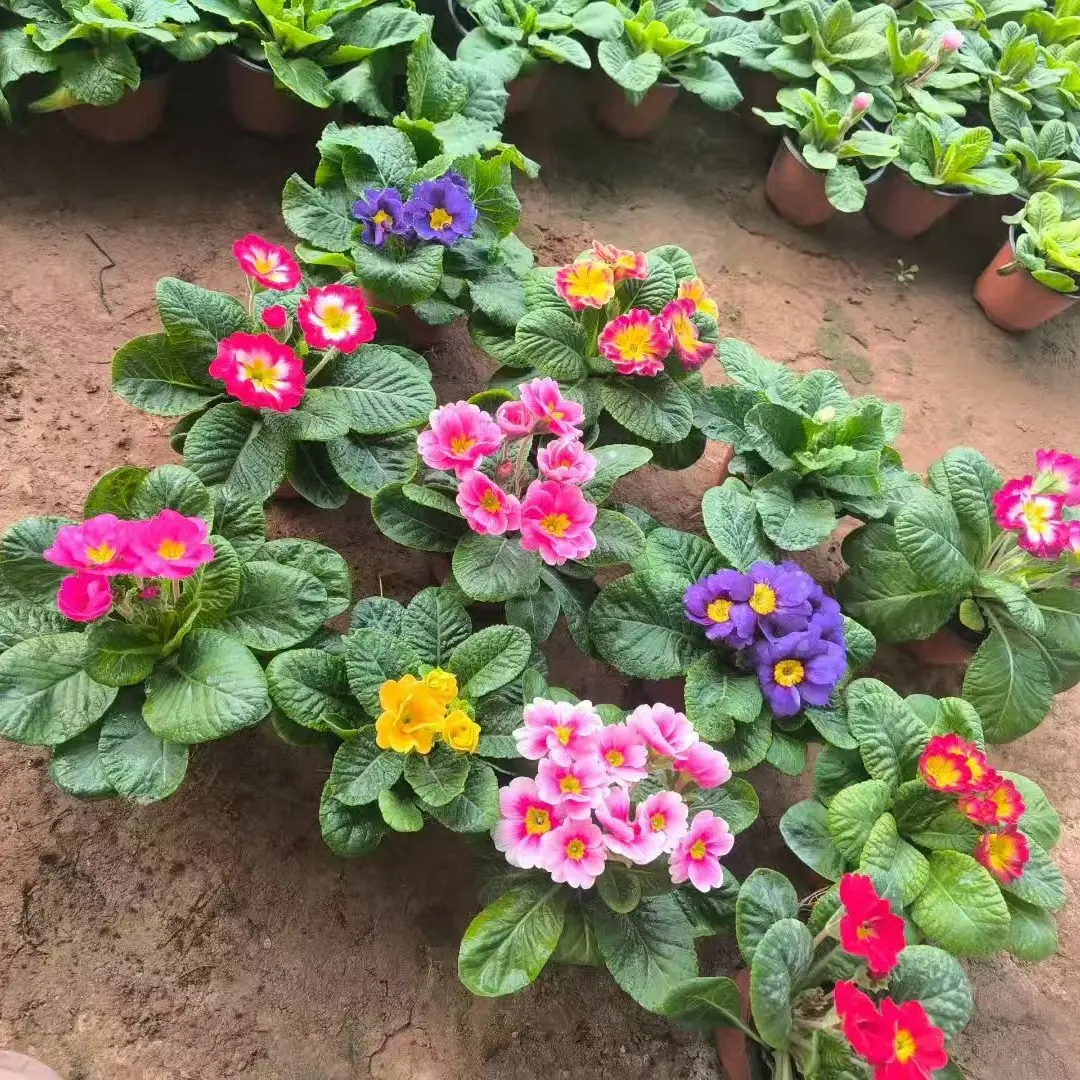 报春花盆栽多色带花苞阳台庭院耐寒花卉多年生四季开花带香味