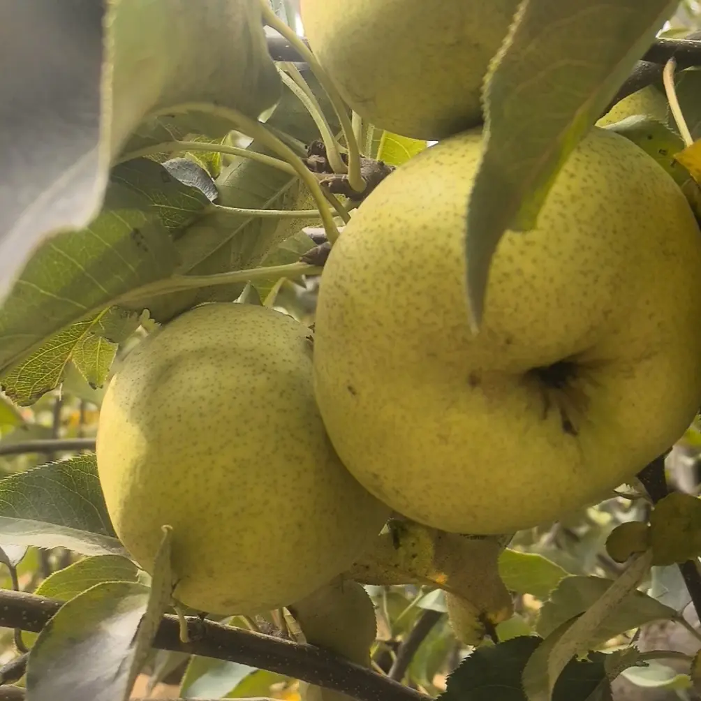 巴盟土特产，苹果梨，耐储存，好吃，便宜的水果