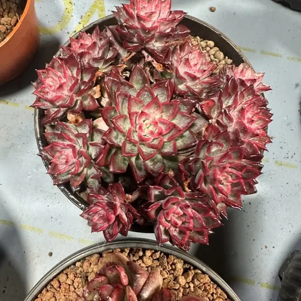 赫拉多肉植物老桩带盆带土抗寒耐热适合室内栽种
