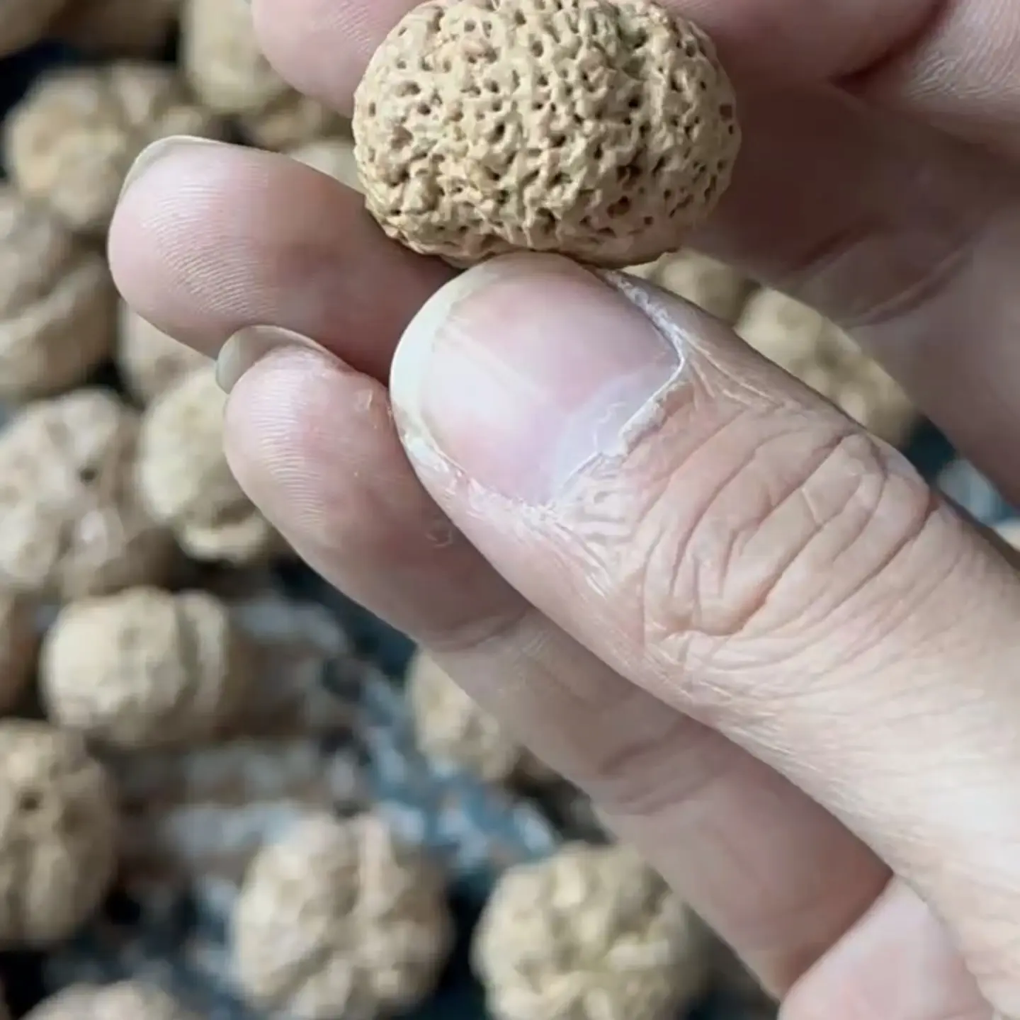 [熊猫菠萝蜜]金刚菩提(梁).新籽