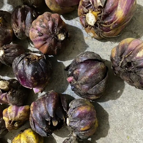 贵州大山野生野长新鲜紫百合