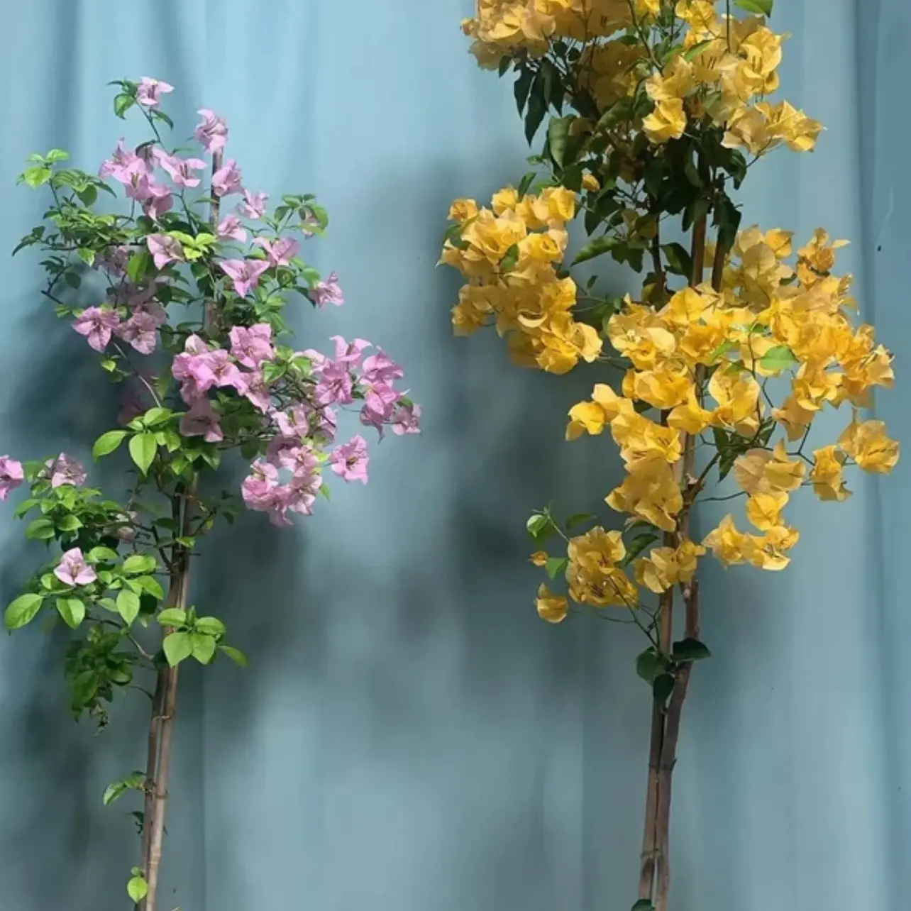 三角梅勤花重瓣带花苞四季开花品种单杆多杆老桩适合阳台庭院