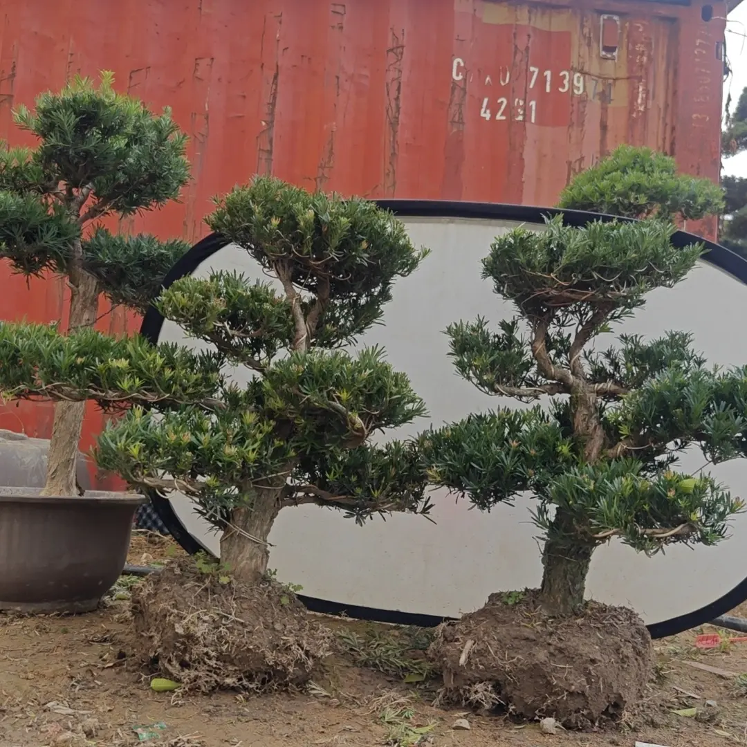 精品迎客松造型盆景室内外绿植四季常青好养