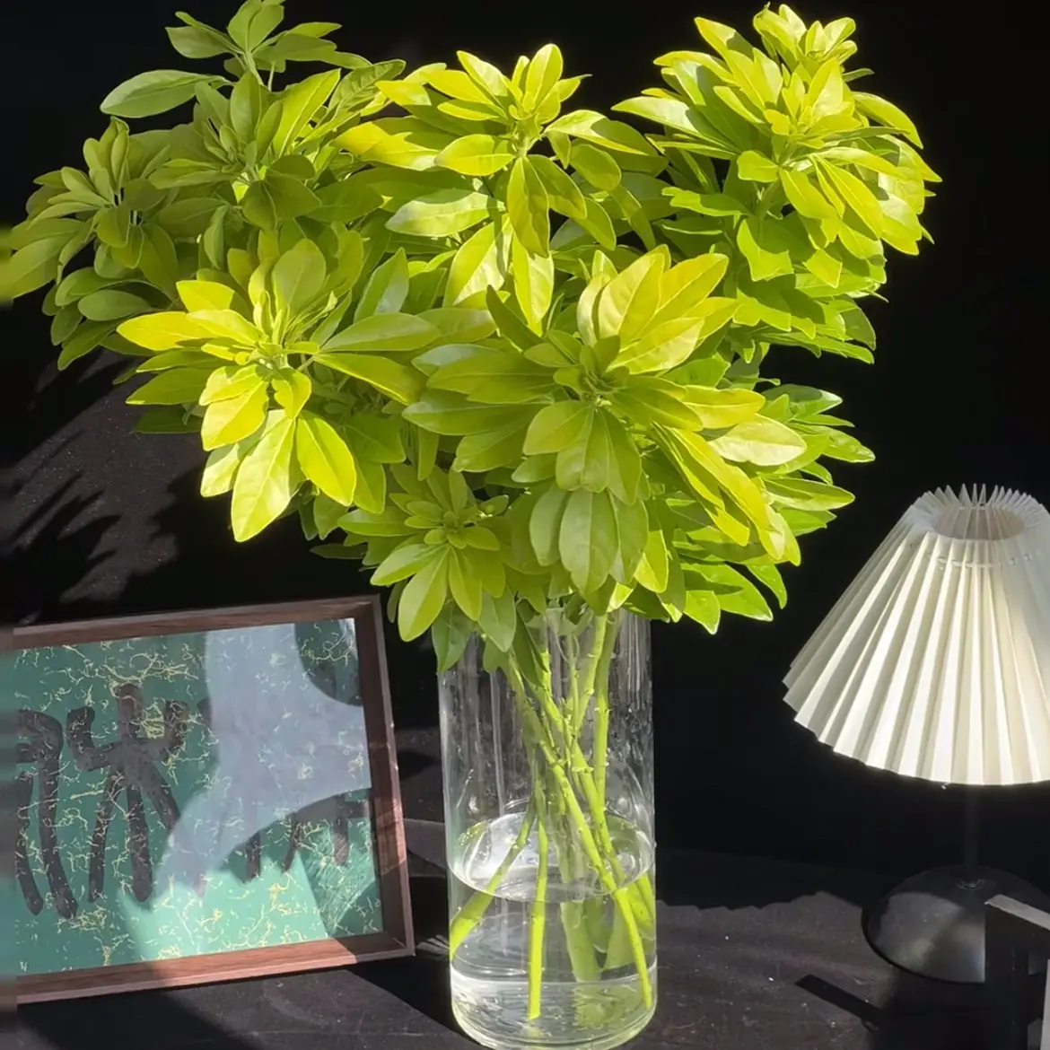 墨西哥橘叶 带橘香鲜切花 云南基地直发可室内插花花卉