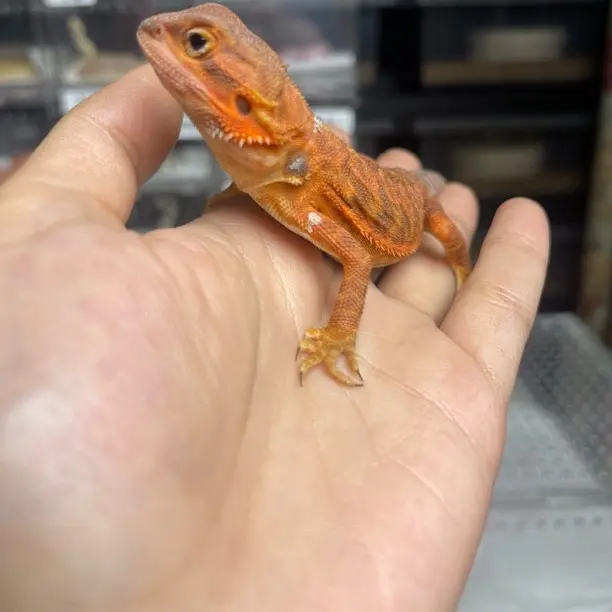 红系鬃狮蜥活体幼崽温顺