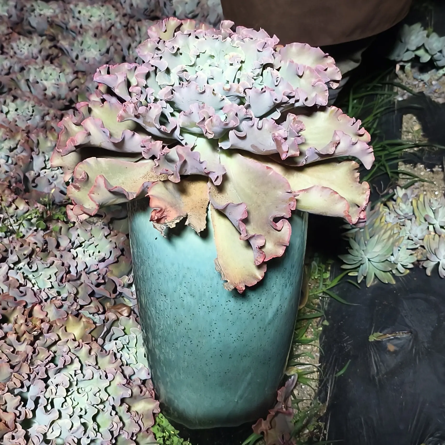 大号缺口多肉花盆适合悬崖老桩法师等绿植使用