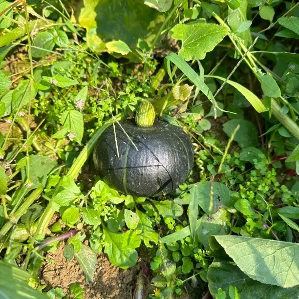 贵州高山生态贝贝南瓜