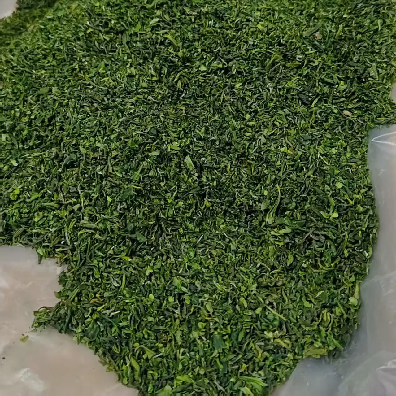 海阳绿茶膜子浓香型耐泡