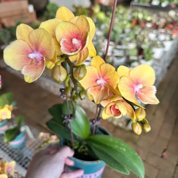 仅限承德地区购买芒果派.蝴蝶兰.双花剑小花系