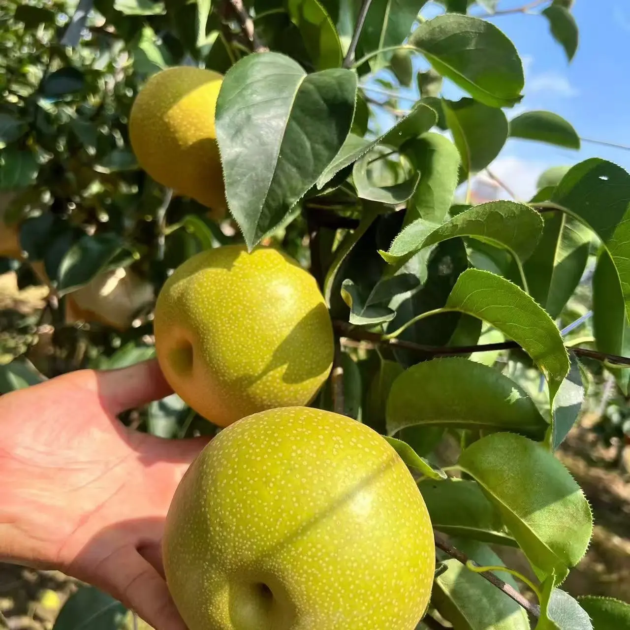 【女硕士推荐】头茬大果华山梨4.5-5斤一箱 