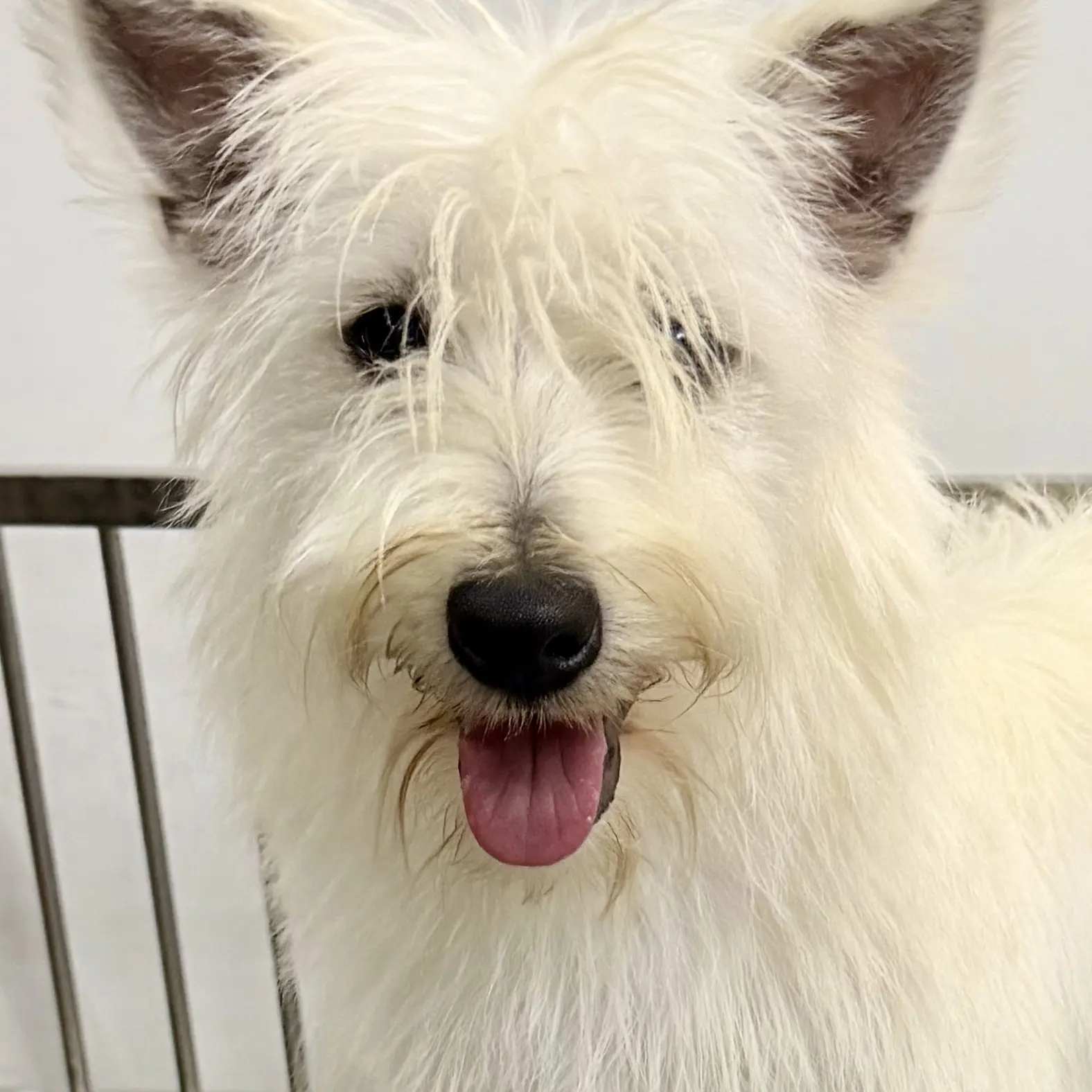 西高地宠物狗视频一对一挑选健康好养伴侣犬