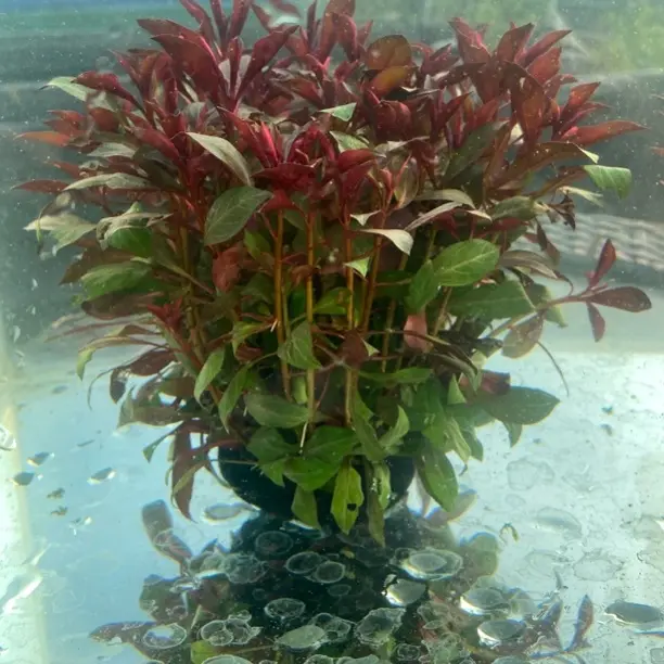 紫红丁香水草适合鱼缸鱼池造景专用水草