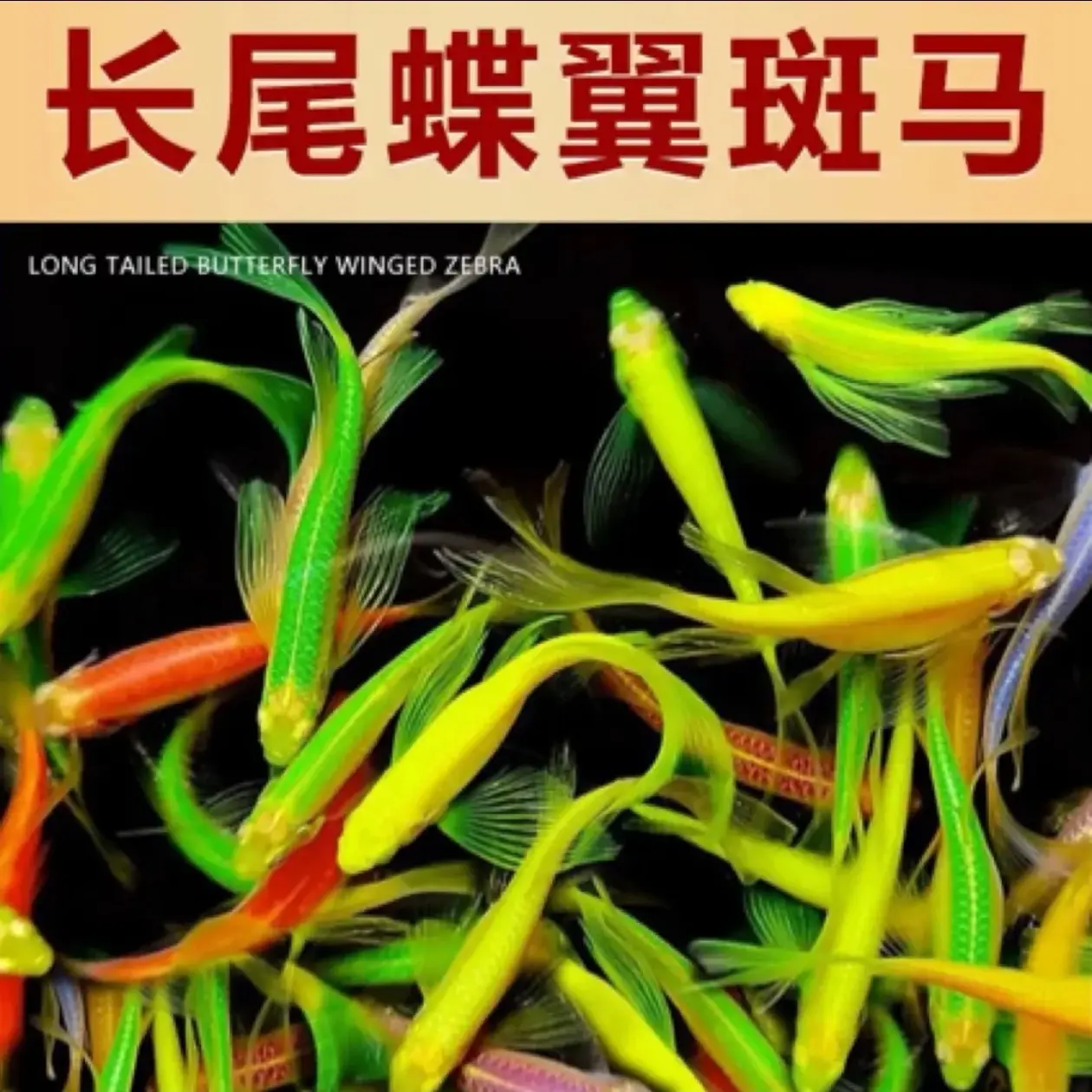 [微瑕疵福利]蝶翼斑马鱼长尾长鳍热带淡水观赏鱼好养活
