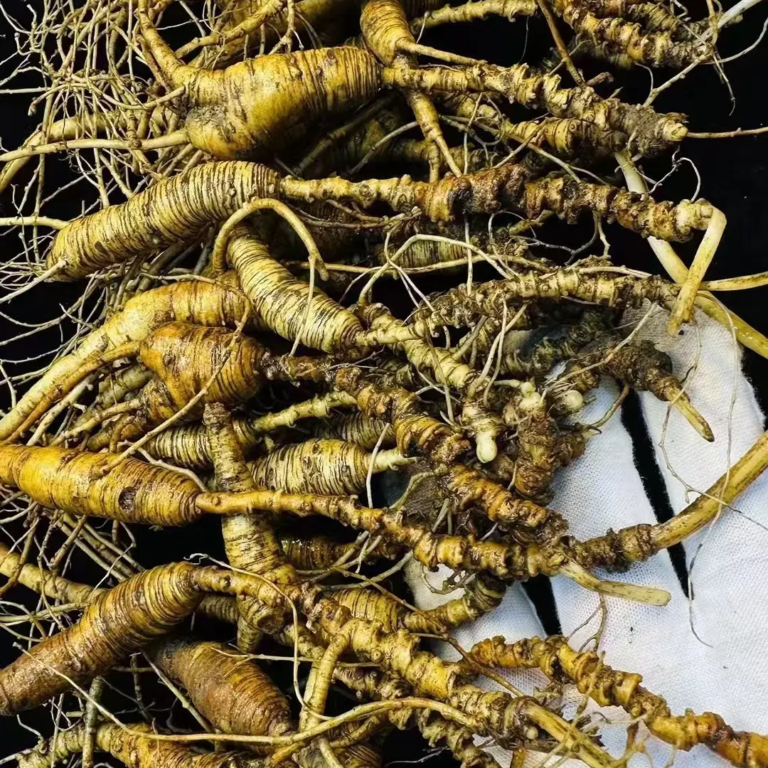 长白山新鲜林下籽参