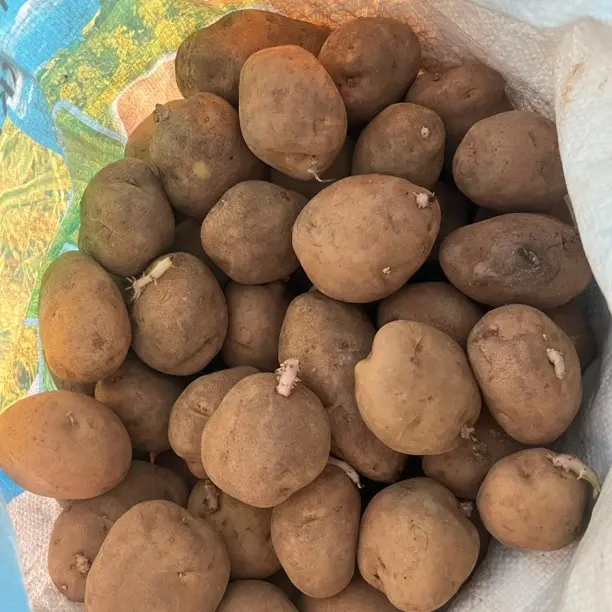 贵州屋脊赫章高山米拉洋芋—马铃薯