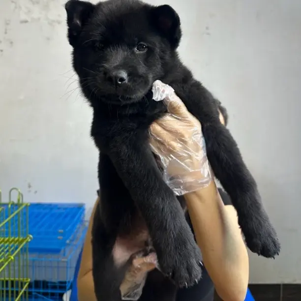 精品中华田园犬五黑五红虎头黄狗白面四眼铁白土松