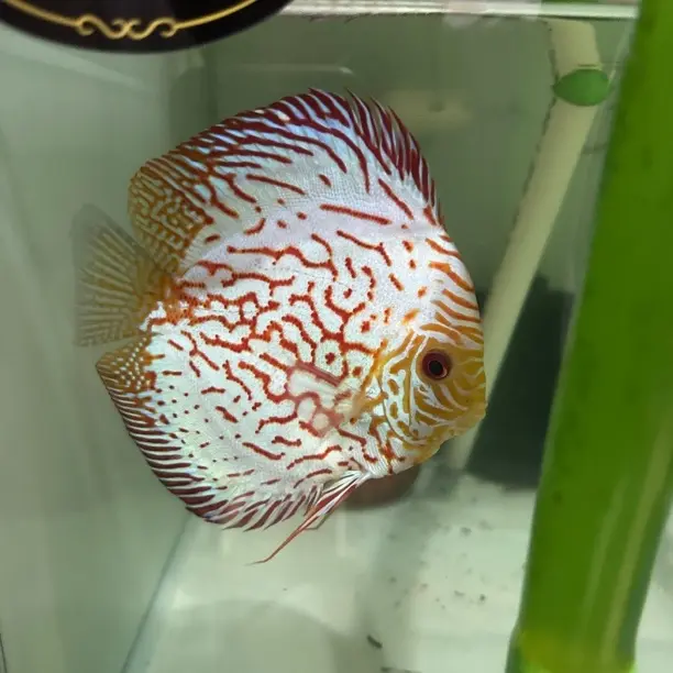 七彩神仙鱼高品质热带观赏鱼