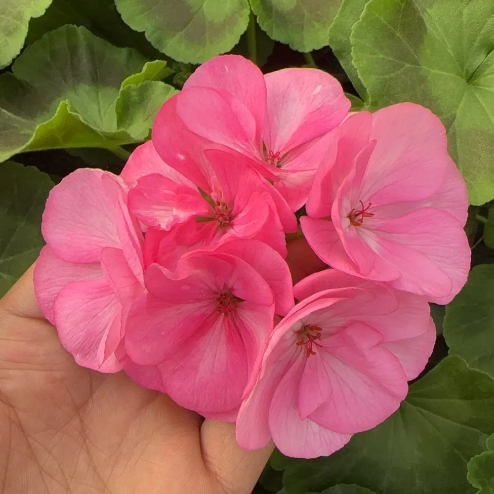 【樱花雨】天竺葵单瓣大花 零下拍保温