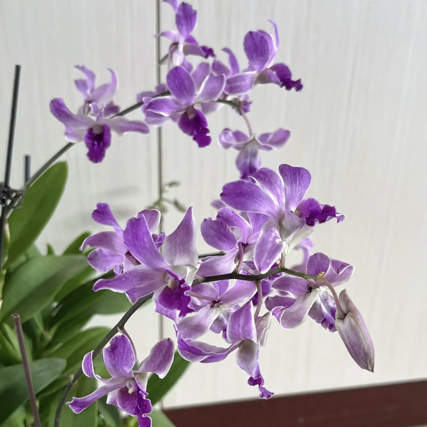 大盆《紫松鼠》泰国进口秋石斛花卉盆栽