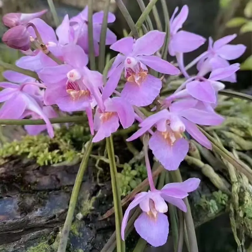 大花槽舌兰花香十足简单易养室内花卉盆栽