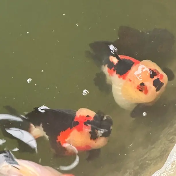 兰寿泰狮金鱼冷水淡水观赏鱼好养耐活活体宠物鱼