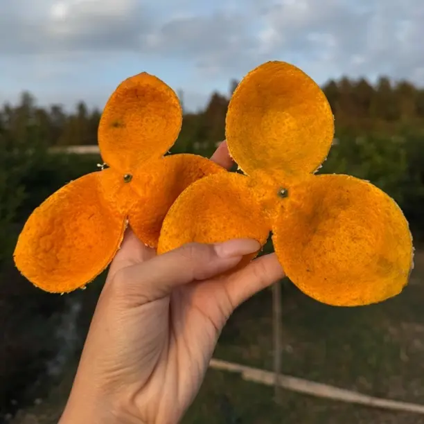 【冬后皮】新会七堡核心产区  冬后圈枝大红皮