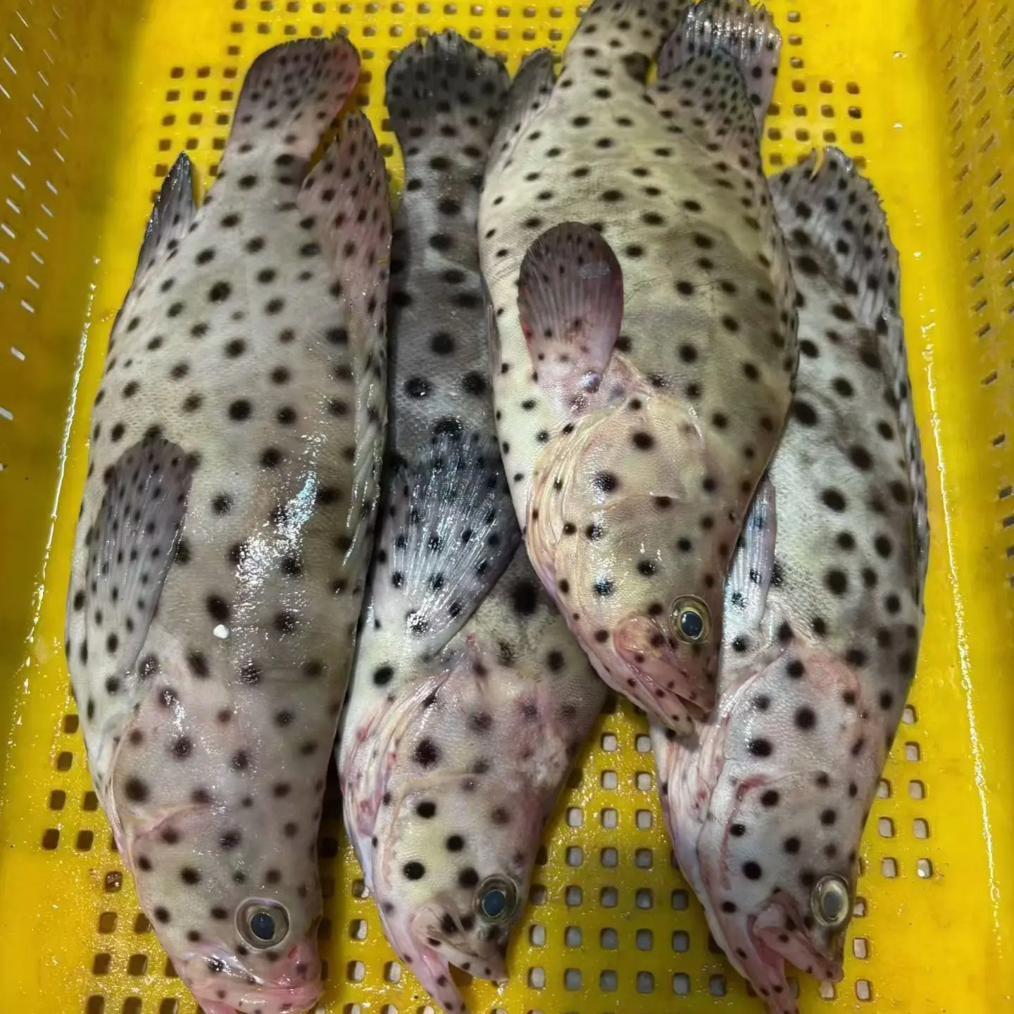 鲜活速冻老鼠斑顺丰发货