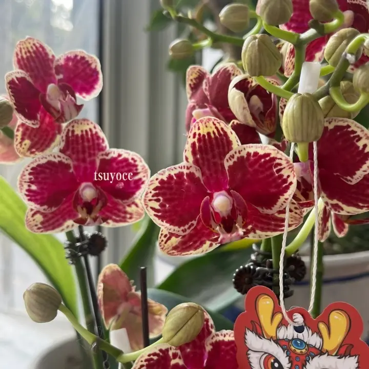 【非常可乐】3.5杯3花剑蜡质花易分枝分叉室内花卉绿植