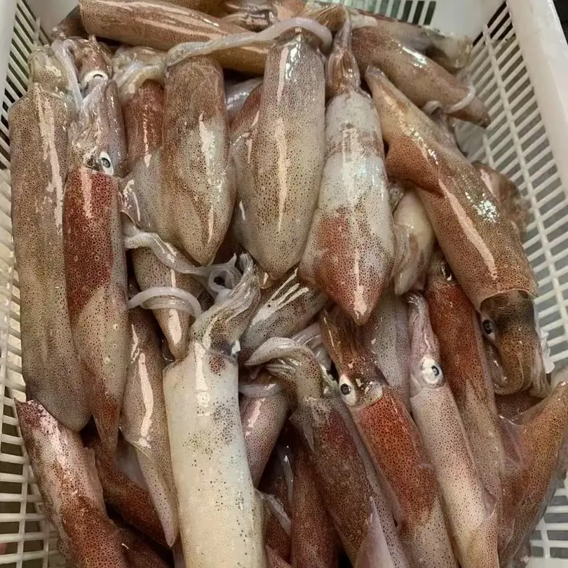 湛江手钓 不缩水 包脆包甜 部分带籽火箭筒鱿鱼 速冻发货