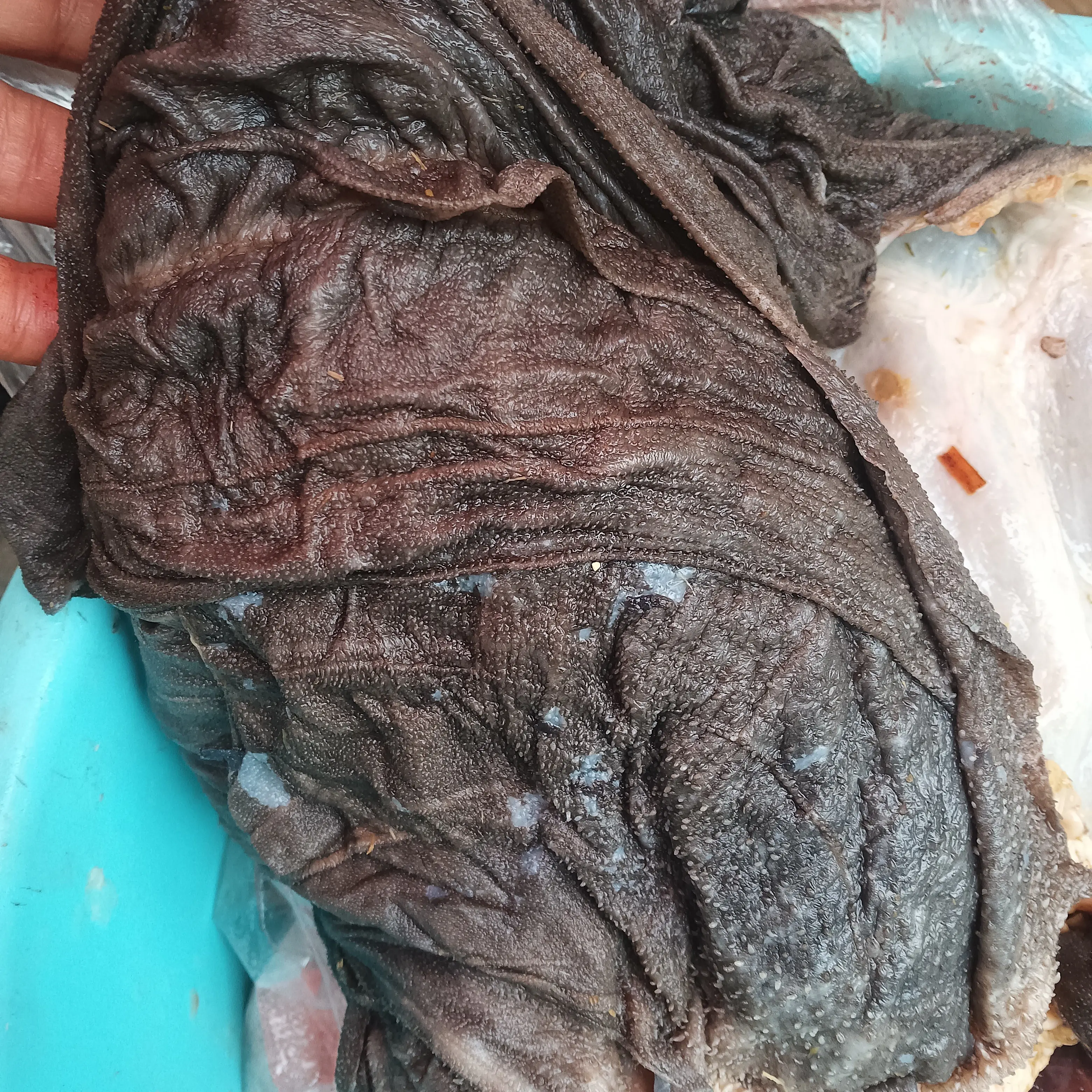 贵州高山散养小黄牛千层肚 固形物含量80%以上