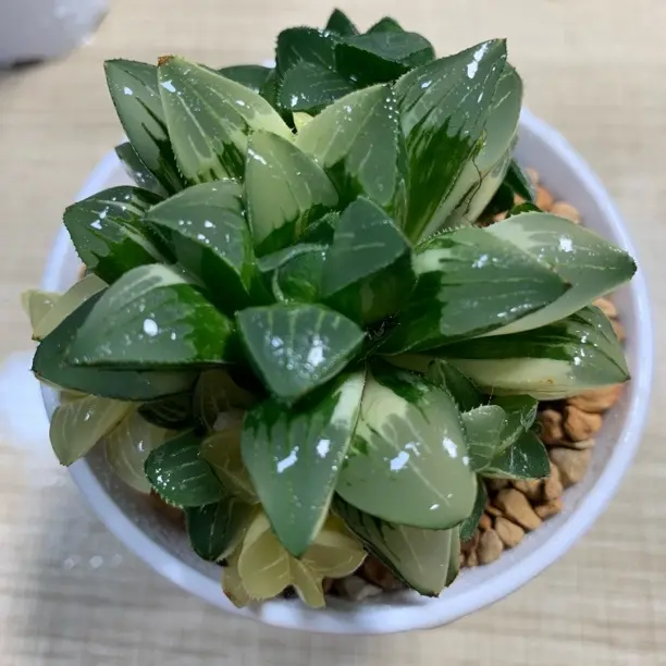姬寿锦多肉植物新手好养原盆带土发货