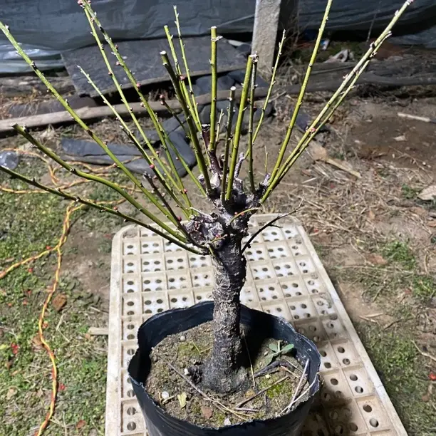 浓香型耐寒带芽梅花盆栽室内外庭院花卉