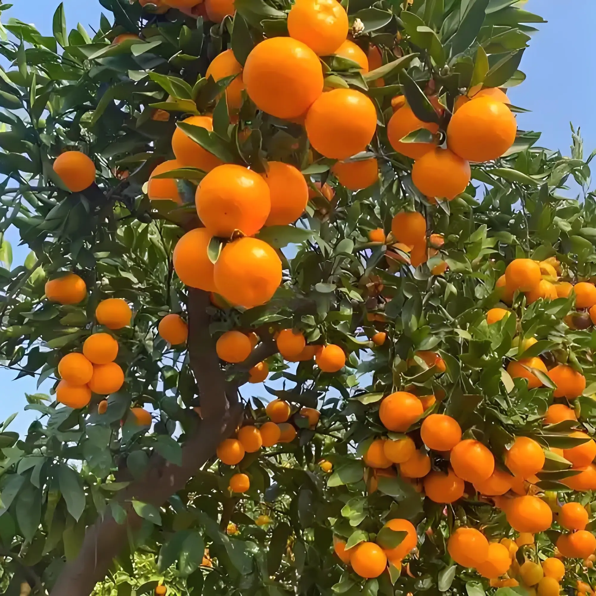 基地各种橘子树沙糖橘蜜橘东方红橘盆栽地载嫁接树苗南北方种植