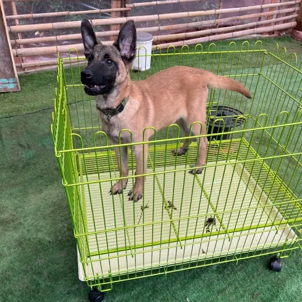 马犬幼犬看家护院短毛中型犬宠物狗狗活泼霸气