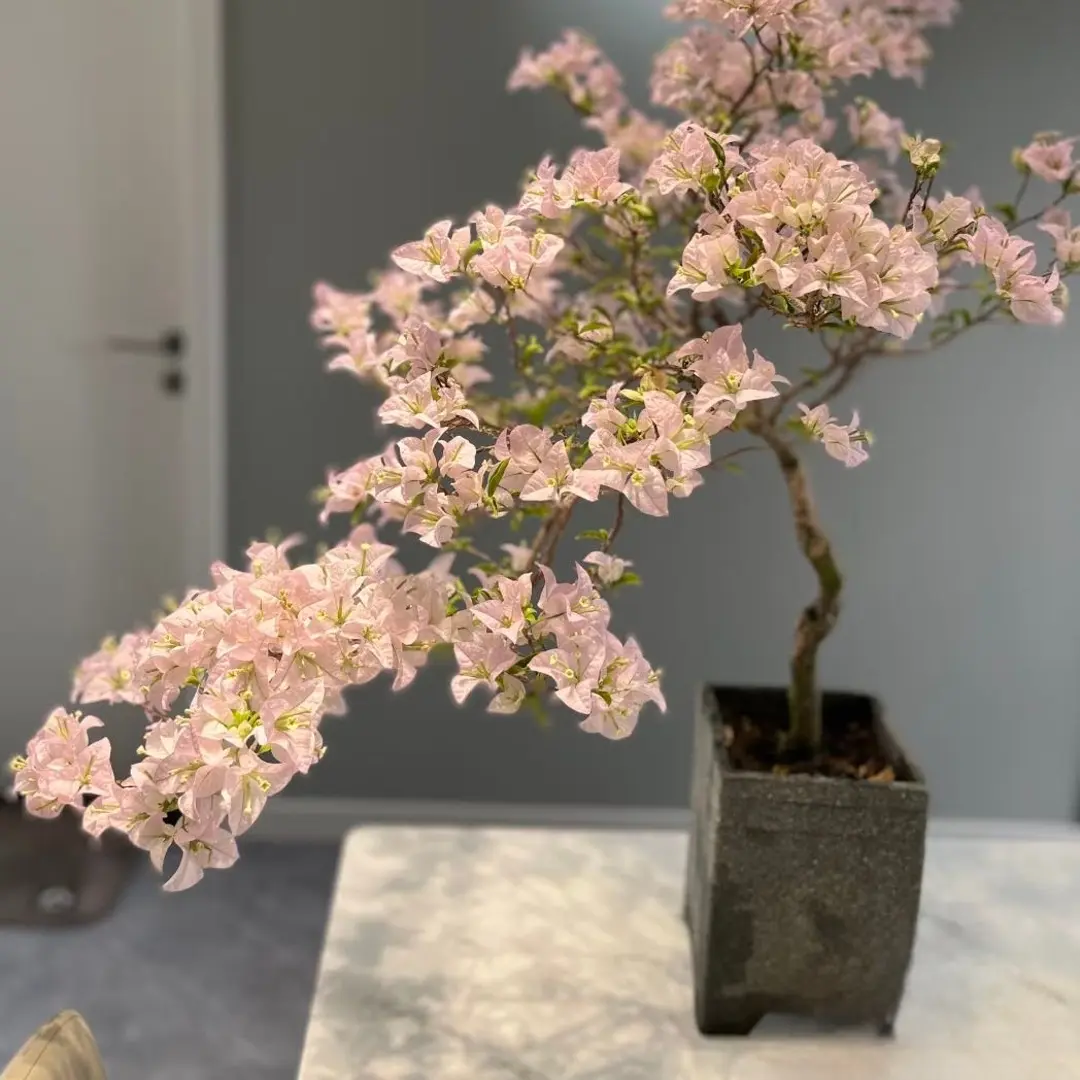 【苹果花】三角梅盆栽四季开花运输避光会掉花掉叶介意慎拍