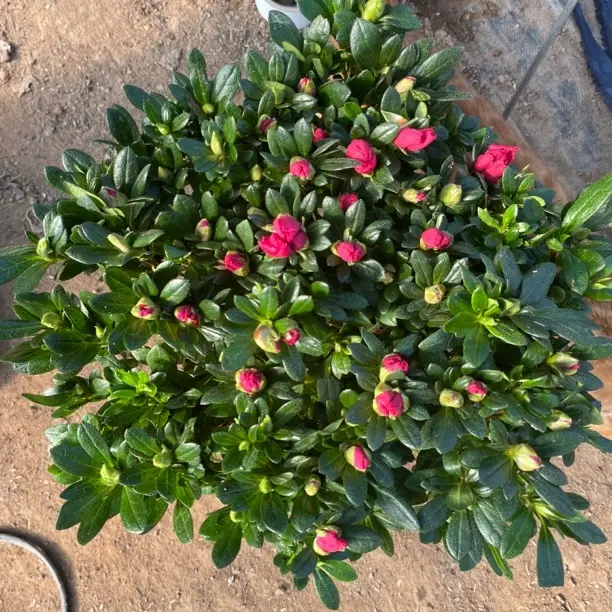 《杜鹃花》盆栽带花苞四季开花室内外好养花卉绿植