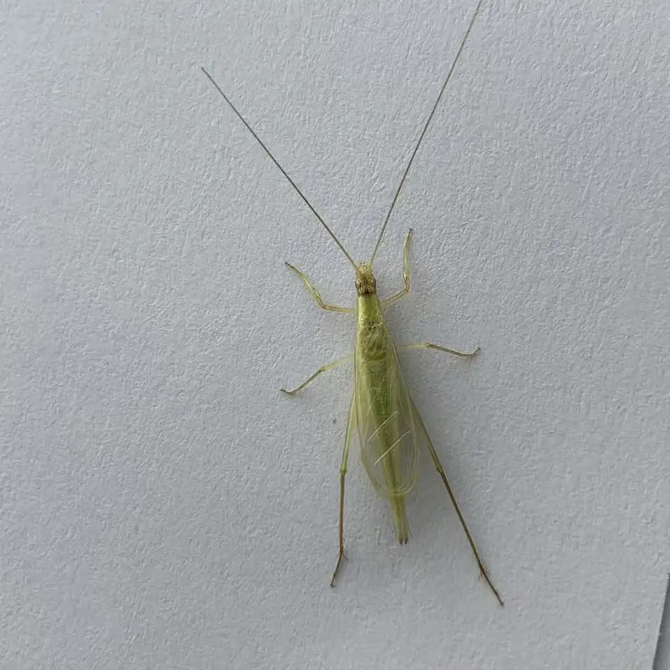 老陈鸣虫 竹蛉2只 声音好听的鸣虫 包邮