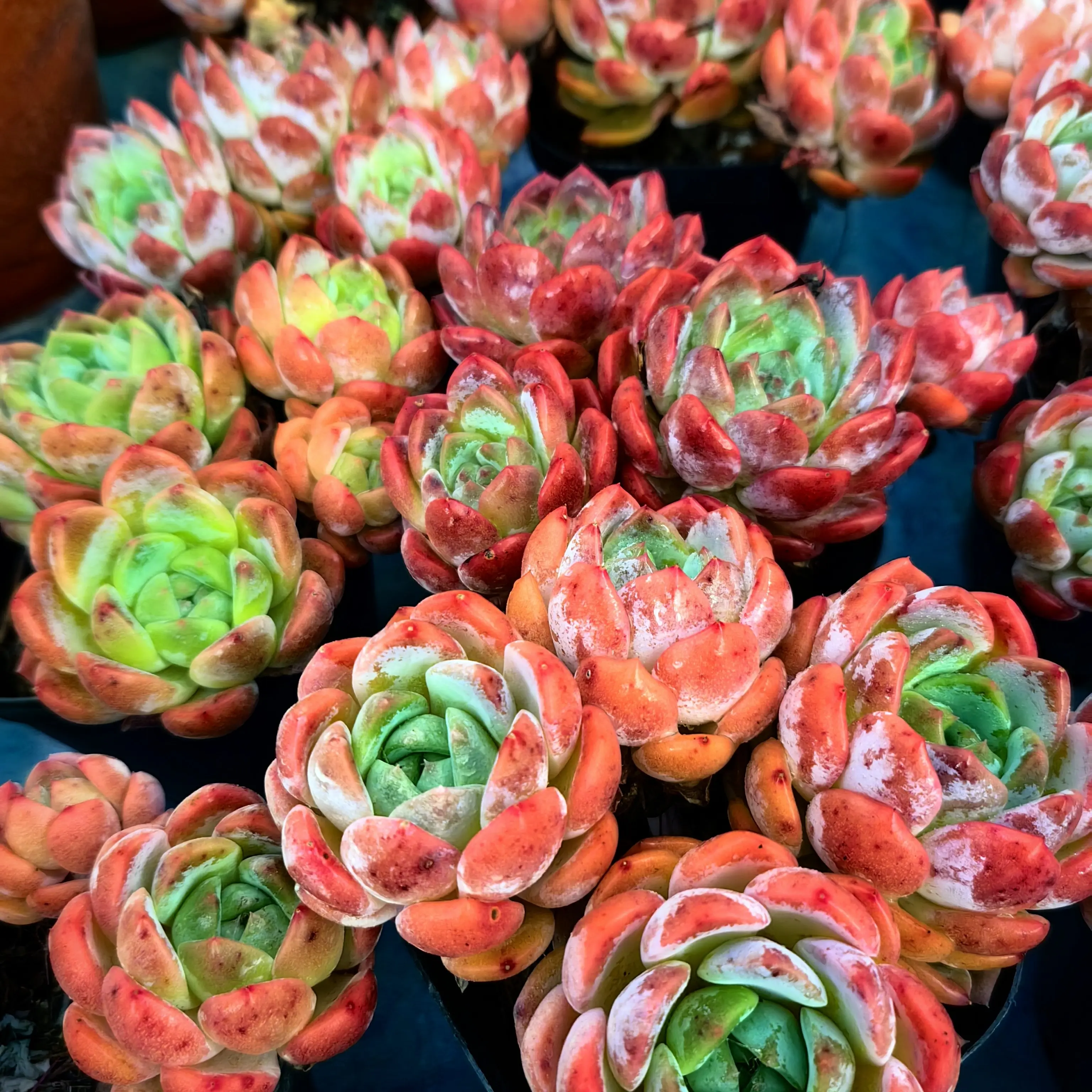 梦妮糖心新疆多肉绿植盆栽基地直发好看好养