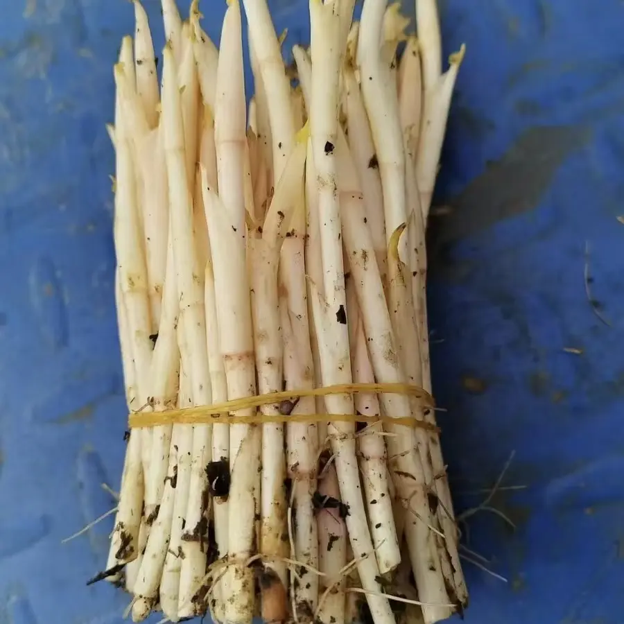 现摘新鲜鱼腥草嫩芽嫩尖尖蔬菜