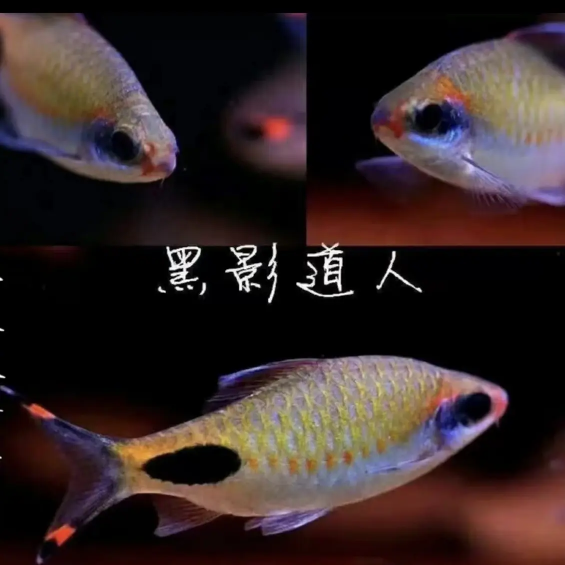红线黑影道人观赏鱼群游淡水耐活好养