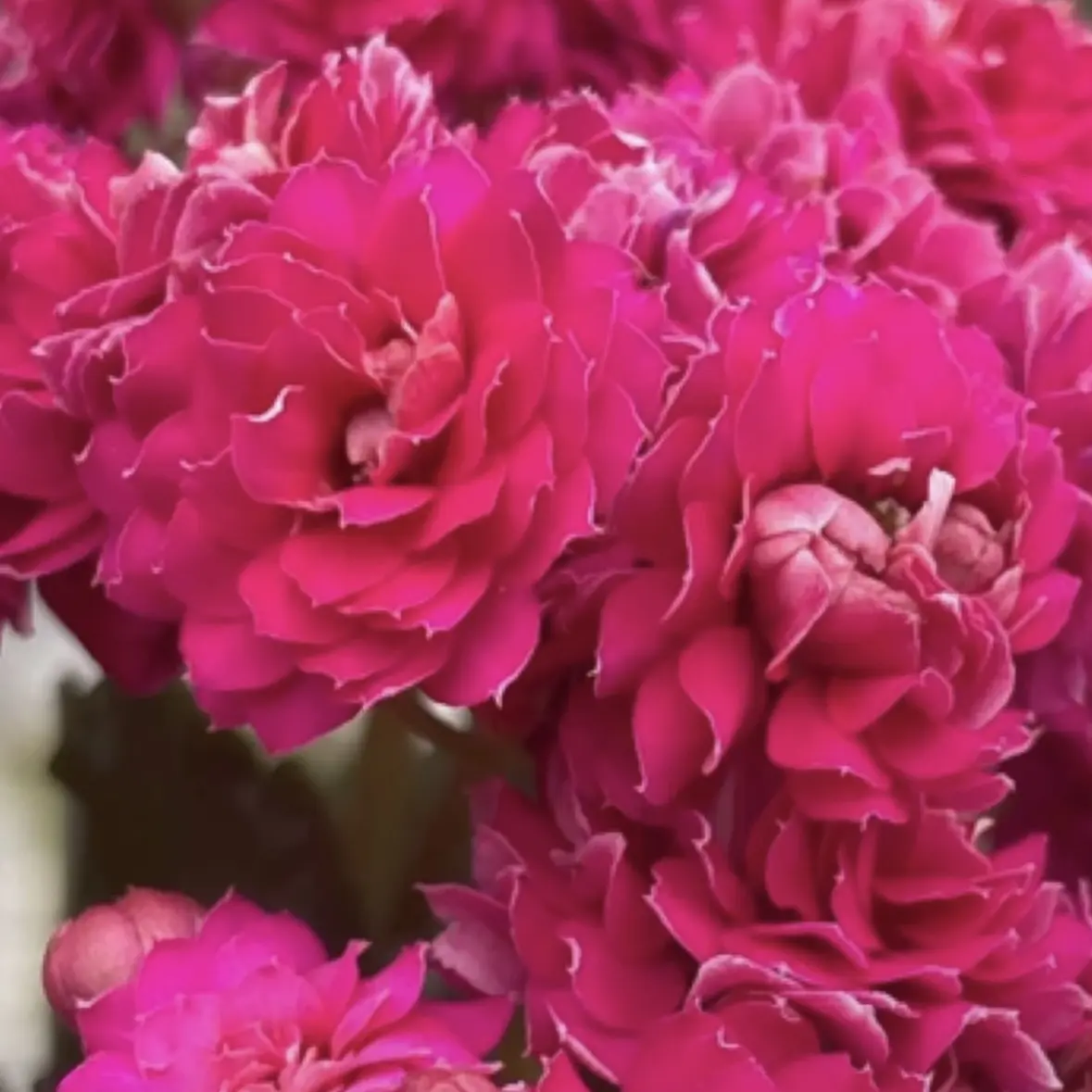 丽莎  稀有紫色重瓣大花带苞长寿花盆栽室内外好养四季开花