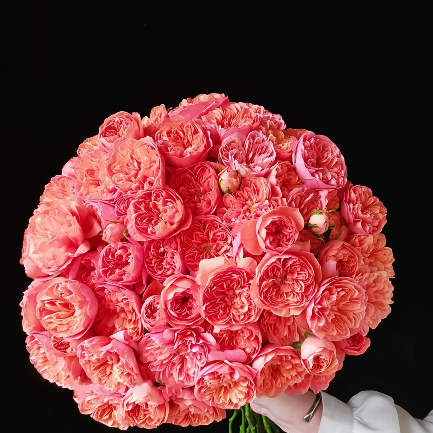 【橙红多头玫瑰】鲜切花两单普快三单顺丰冷链送货上门云南直发