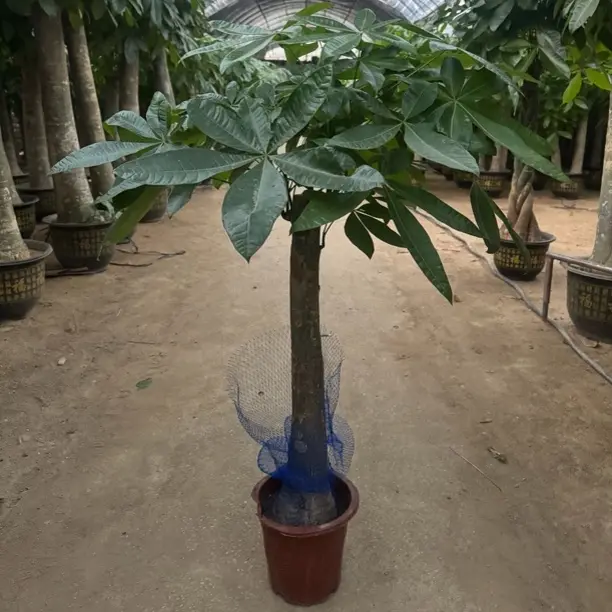 大棵单杆发财树1.3 - 1.5米客厅办公室净化空气室内绿