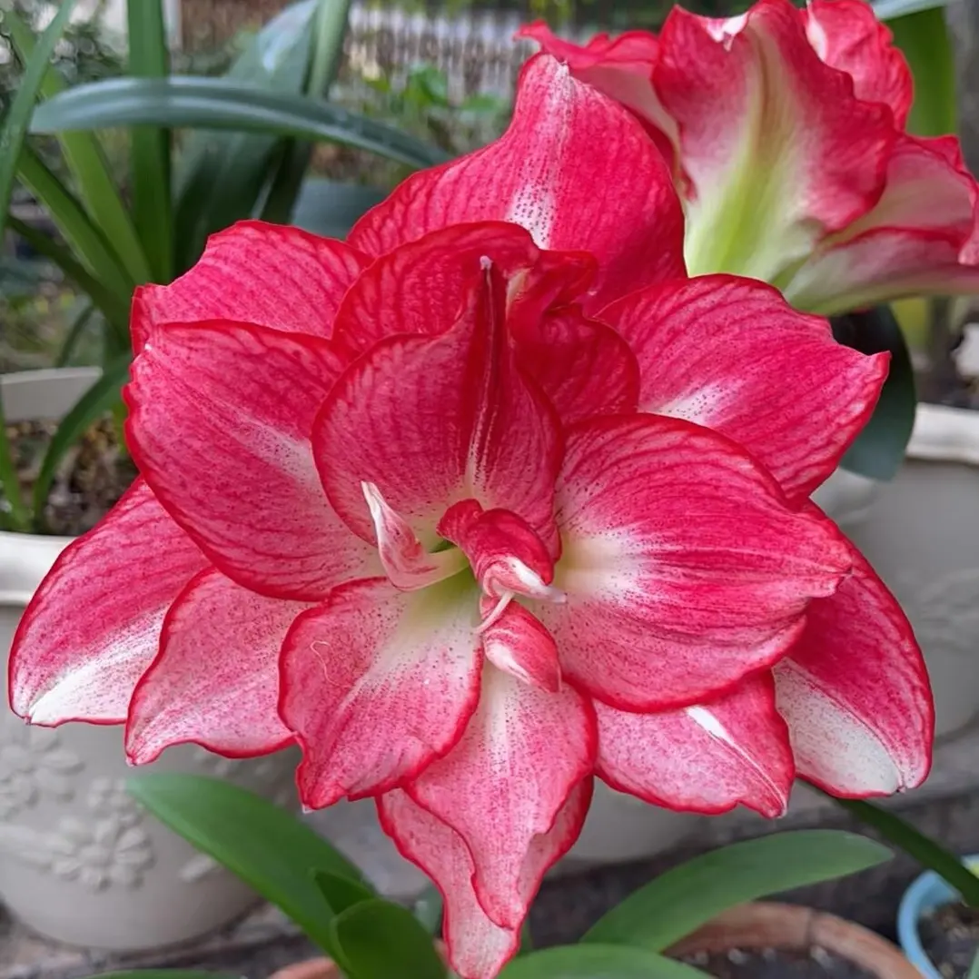 （安瑞雅）重瓣朱顶红种球室内外好养活观赏盆栽花卉