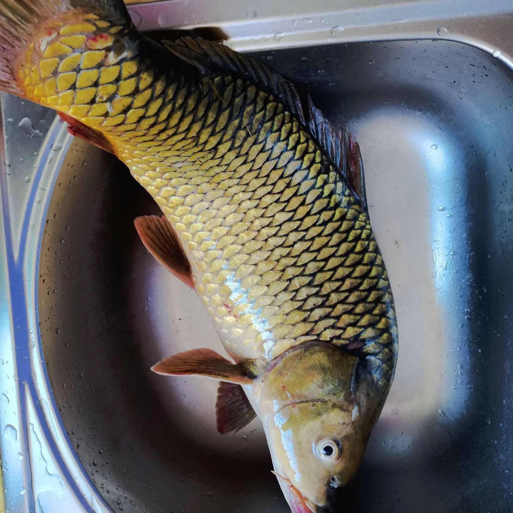 东北冷水鱼野生鲤鱼